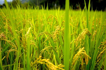 rice field