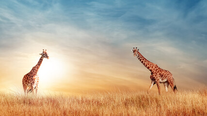 Wall Mural - giraffe in the african savanna at beautiful sunset. serengeti national park. tanzania. africa. copy 