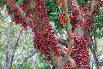 Wall Mural - The fruit of Ficus Racemos.The common name Fig fruit,cluster fig tree, Indian fig tree or gular fig.