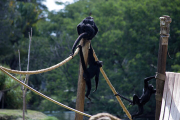 golden lion tamarin monkey. and group of capuchin monkeys. captive feeding