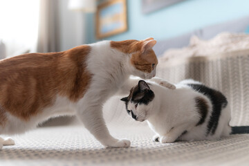 gato blanco y marrón lame la cabeza de un gato blanco y negro 2