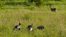 Abundance Of Wildlife Portrayed In This Nature Scene With Wild Turkeys And Deer