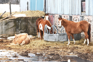 Poster - Four Horses in Pen