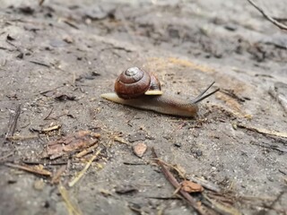 snail on a leaf