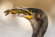 Great cormorant eating Bullhead fish