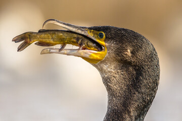 Wall Mural - Great cormorant eating Bullhead fish