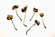 Approved for clinical trials: Psilocybin Mushrooms