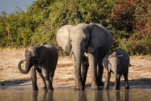 Elephant Mother And Two Baby Elephants Standing At Edge Of Water In Savuti In Botswana