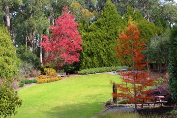 Canvas Print - autumn in the park in Adelaide, Australia