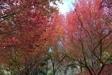 Wall Mural - red autumn leaves in Adelaide, Australia