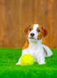 © Ermolaeva Olga - Jack russell terrier puppy lies in an embrace with a yellow ball on the grass on the lawn of the local area