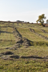 Sticker - Hay Field with Cut Hay