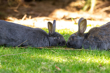 Wall Mural - two grey rabbits laying on the green grass field in the park on a sunny day sniffing each other