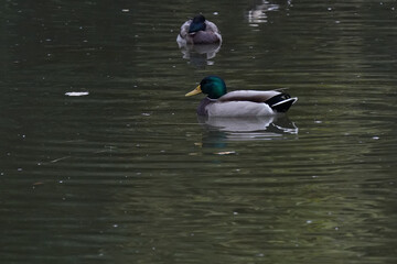 duck in the pond