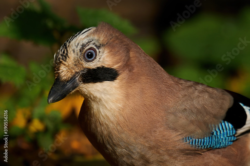 Fotografía Eurasian jay (Garrulus glandarius)
