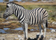 Zebras im Etosha National Park Namibia Südafrika
