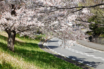 Poster - 桜の木と道路