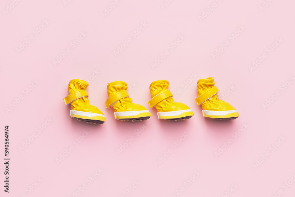 Set of shoes for dog on color background