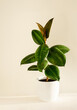 Home plant in white flowerpot, young plant of ficus elastica plant on a light background. Close up.