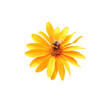 Yellow flower perennial Heliopsis helianthoides and bumblebee isolated on white background