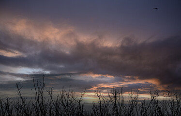 Wall Mural - a flock of birds flying over dead trees in the evening with dark and purple sunset sky. beauty in na