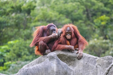 Canvas Print - Orangutan