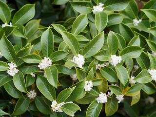 Poster - Olivier de Chine - Osmanthus fragrans - Floraison blanc crème en boule de neige autour de tiges gris argenté aux feuilles oblongues, vert foncé, brillante à bord lisse