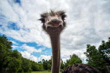 The Ostrich Looks At You Curiously