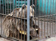 The bear sits in a cage with its legs outstretched. Keeping wild animals in poor conditions.