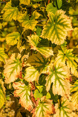 Wall Mural - Rows Of Vineyard Grape Vines. Autumn theme. Austria south Styria . Abstract Background Of Autumn Vineyards Rows.