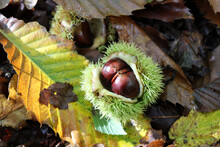 Sweet Chestnuts On The Ground In Autumn