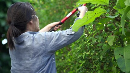 Wall Mural - Young woman using Grass shears cutting the Ficus annulata branches.