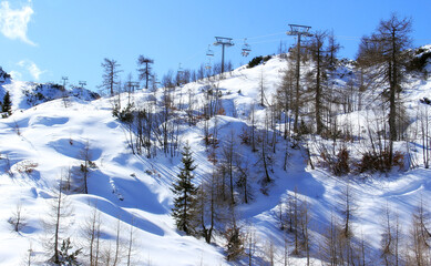 Winter day in a cold winter snowy forest.