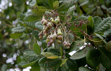 mata de sao joao, bahia / brazil - november 4, 2020: cashew fruit growing on a farm in the rural area of the city of Mata de Sao Joao.