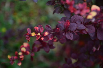 Wall Mural - berries on a bush