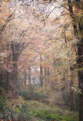 Wall Mural - Autumn at Idless woods Cornwall England uk fall time very colourful 