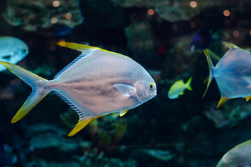 beautiful bright ocean fish swims in the aquarium