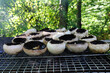 Cooking mushrooms on the grill. Champignon white mushrooms grilled on grill or BBQ