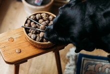 Black Dog Eating Walnuts From Wooden Bowl