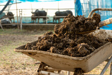 Manure Or Cow Manure For Cultivation And Agriculture.