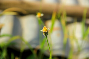 Poster - Yellow flower grow on tree branch