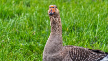 Wall Mural - humpback goose in the grass