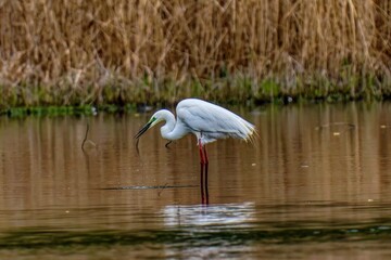 Wall Mural - great white heron in the lake