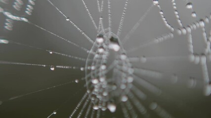 spider web with dew drops in macro shot