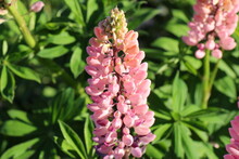Blooming Lupine Flower. Lupinus, Lupin, Lupine Field With Pink Flower. Pink Spring And Summer Flower