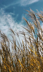 Close-up to a spike field over the blue cloudy sky during a sunny summer day. Green and yellow dry and fresh spikes.