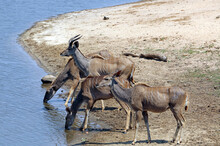 Group Of Kudu At A Watering Hole, South Africa