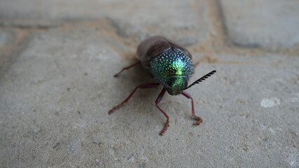 Jewel beetle or Chrysocoris stollii on the cement block texture. Macro insect sternocera and green head with wings. indian flyer bugs