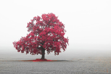 black and white photo with black and white landscape with black and white tree tree with red leaves 