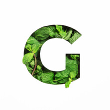 Letter G Of English Alphabet Of Green Mint Natural Leafs And Cut Paper Isolated On White. Leaves Font For Decoration